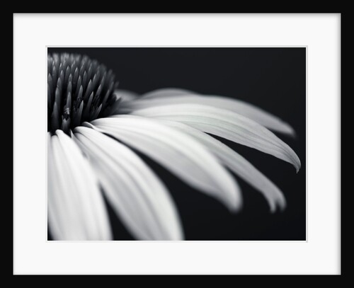 Coneflower by Assaf Frank